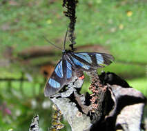 Image of Metastatia azurea Lathy 1899