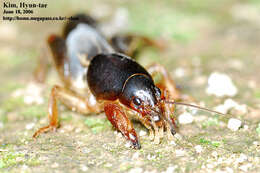 Image of Gryllotalpa orientalis Burmeister & H. 1838