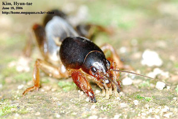 Imagem de Gryllotalpa orientalis Burmeister & H. 1838