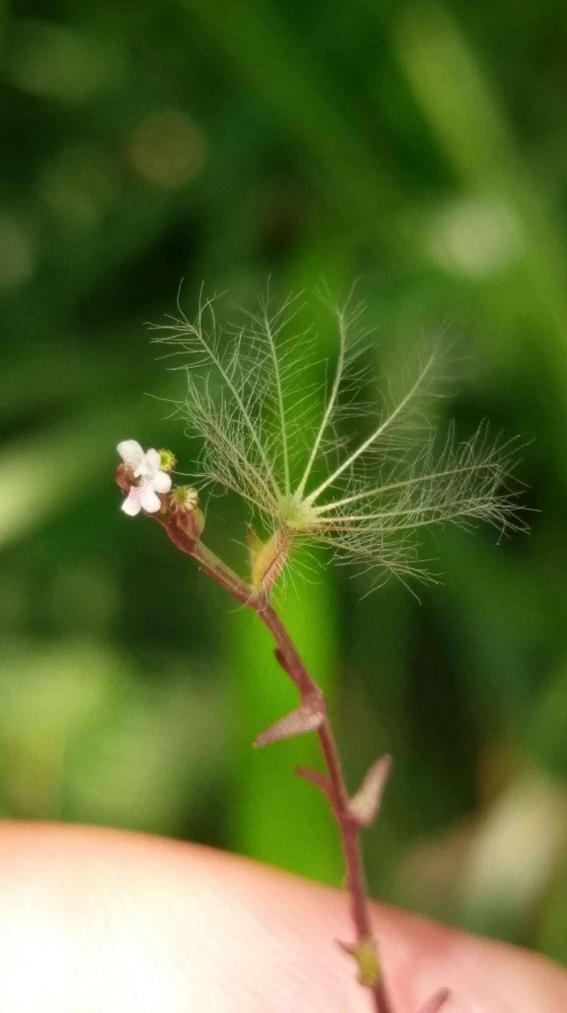 Image of Valeriana flaccidissima Maxim.