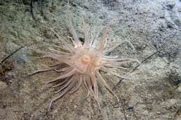 Image of burrowing anemone