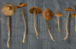 Image of Cortinarius mammillatus Kałucka, Kytöv., Niskanen & Liimat.