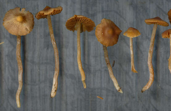 Image of Cortinarius mammillatus Kałucka, Kytöv., Niskanen & Liimat.