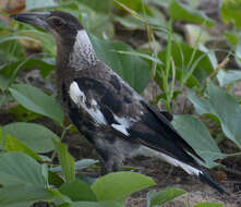 Imagem de Gymnorhina tibicen terraereginae (Mathews 1912)