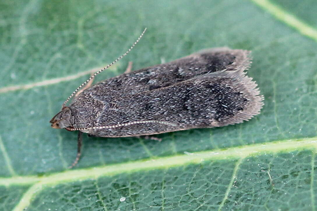 Image of Anacampsis timidella Wocke 1887