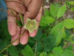 Sivun Dictyanthus asper (Mill.) W. D. Stevens kuva