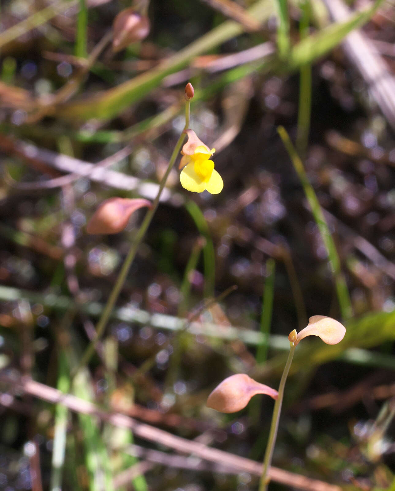 Image of Bifid Bladderwort