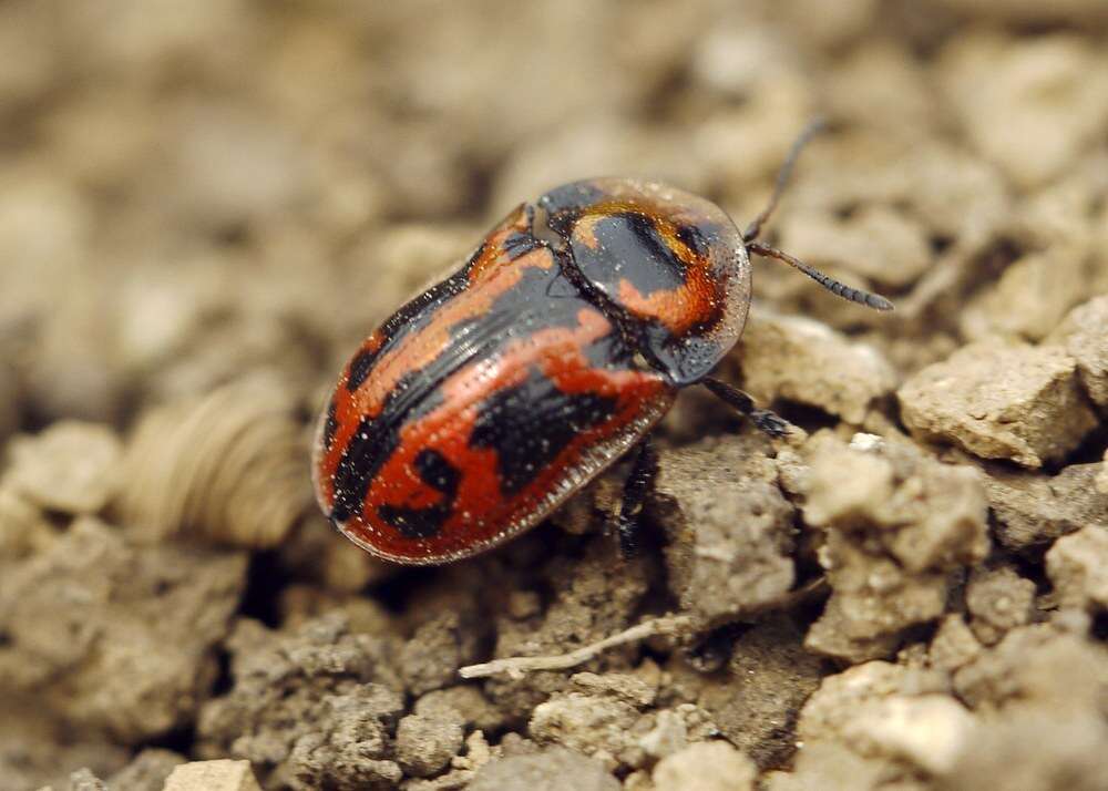 Image of Pilemostoma fastuosa (Schaller 1783)