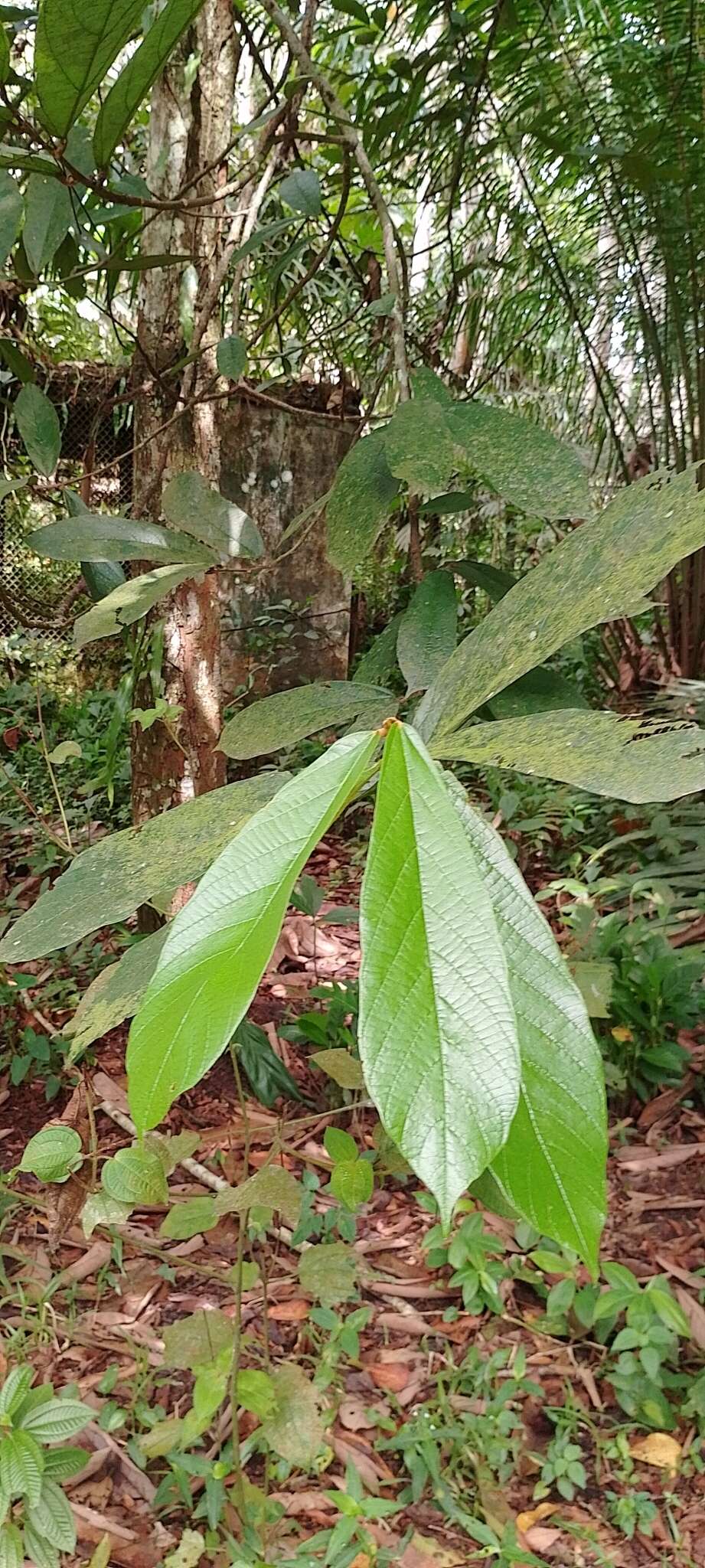 大花可可樹的圖片