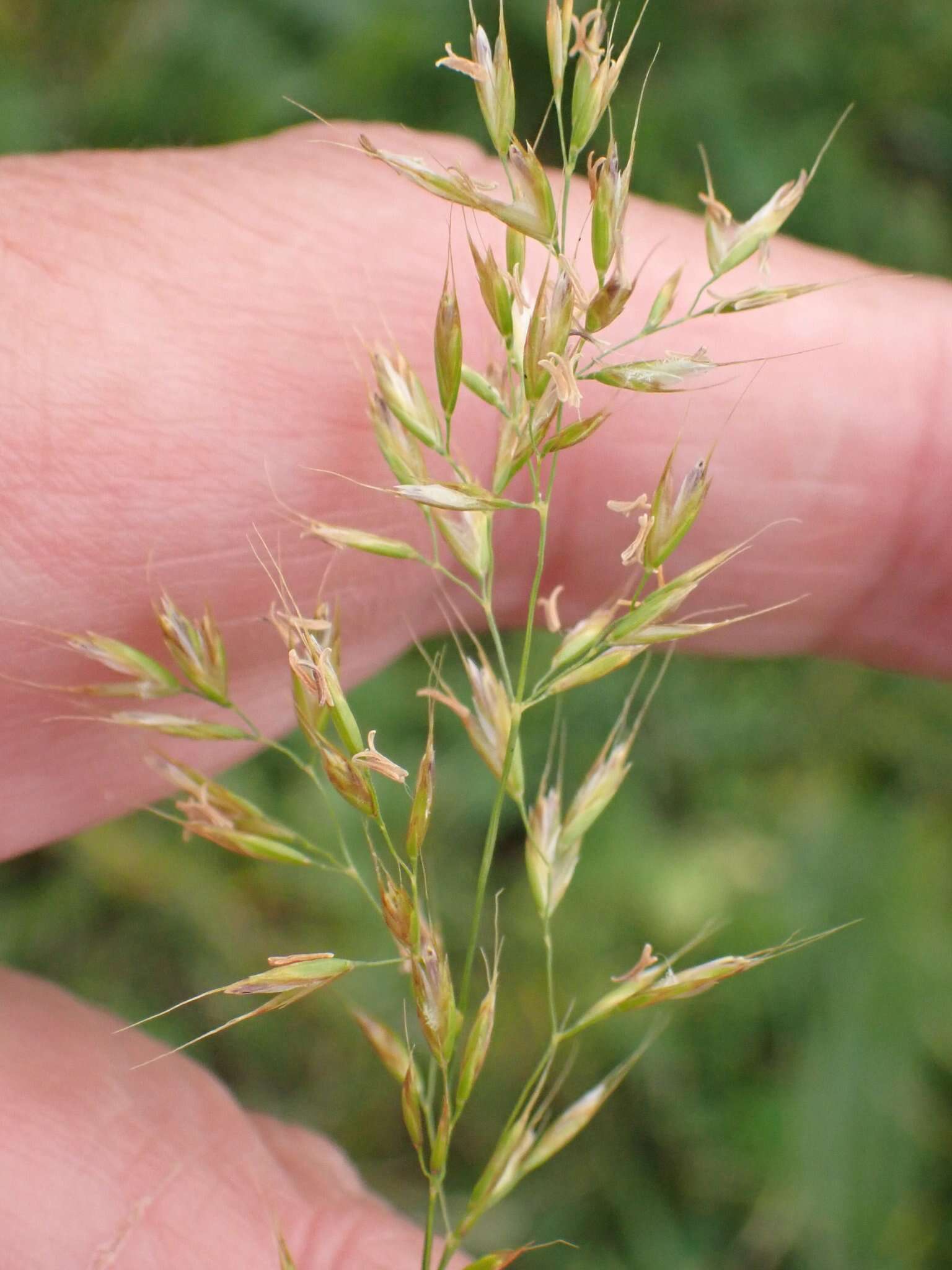 Image of golden oat grass