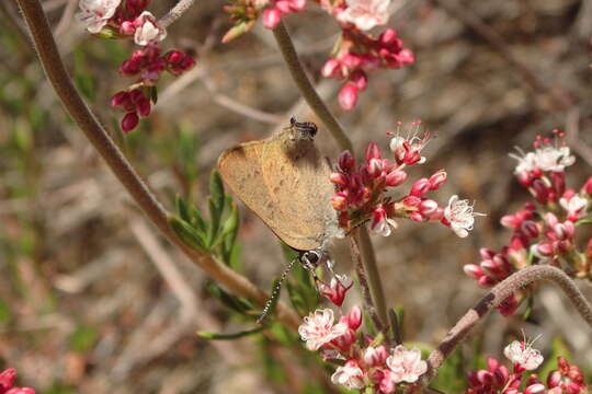 صورة Satyrium auretorum (Boisduval 1852)