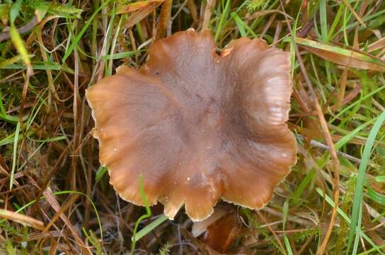 Camarophyllopsis schulzeri (Bres.) Herink 1958 resmi