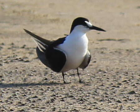 Image of Brown-backed terns