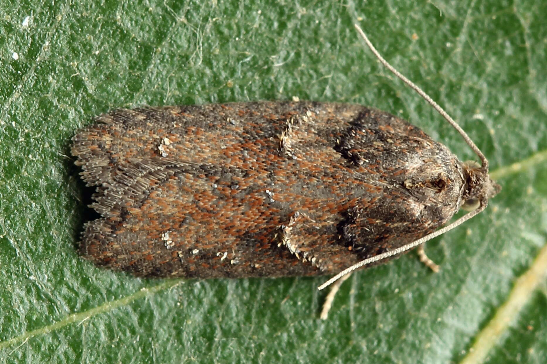 Image of Acleris abietana Hübner 1823