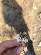 Image of sticky western rosinweed