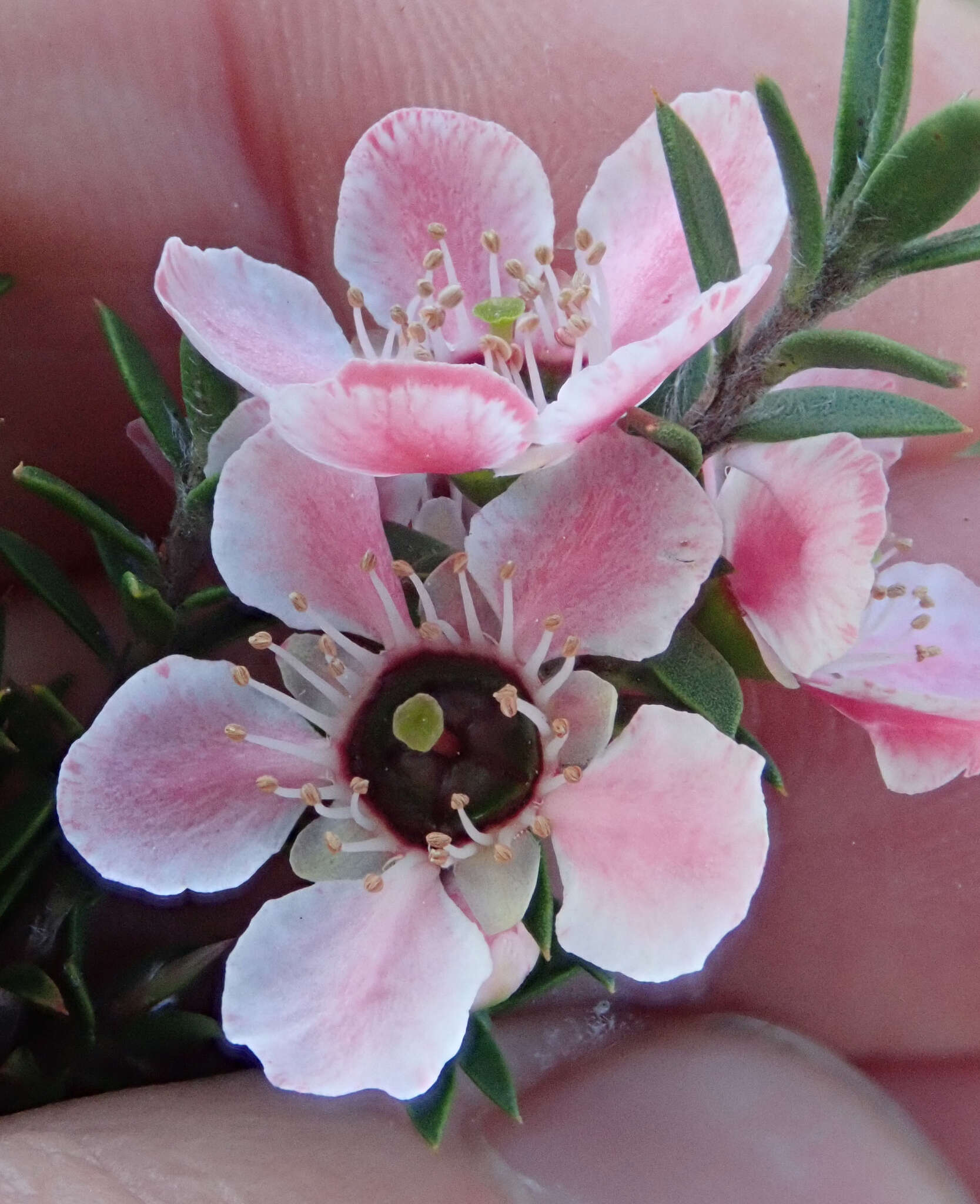 Imagem de Leptospermum scoparium Forst.