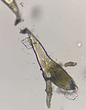 Image of Laboulbenia filifera Thaxt. 1893