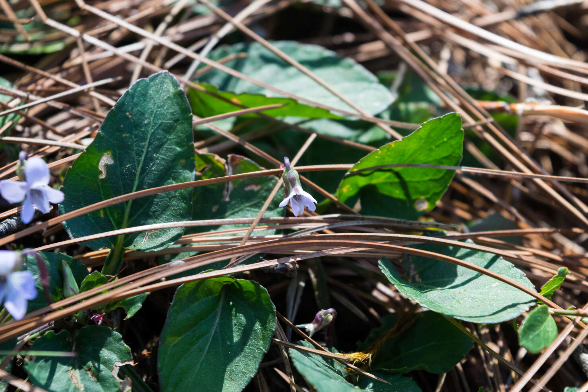 Image of Ponderosa violet