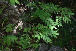 Image de Phyllanthus novae-hollandiae Müll. Arg.