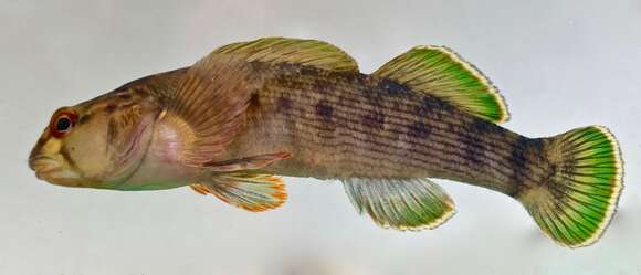 Image of Greenfin darter