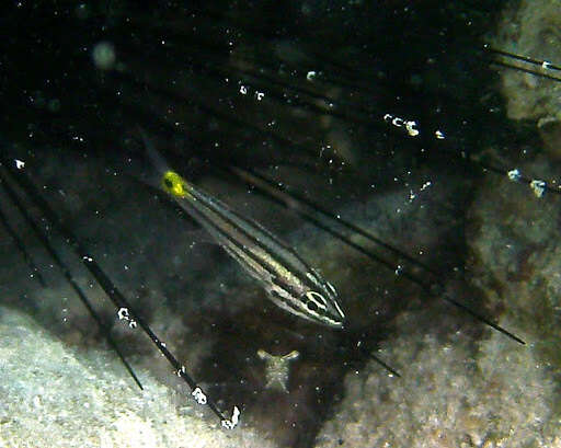 Image of Five-lined cardinalfish