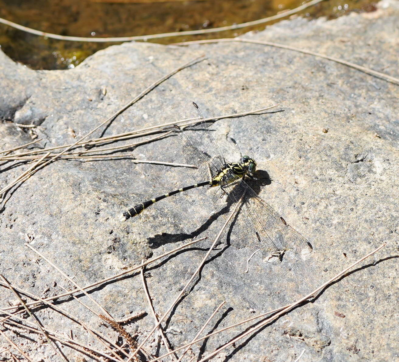 Image of Hemigomphus heteroclytus Selys 1854