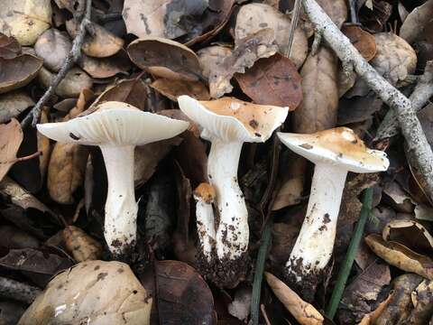 Image of Hygrophorus roseobrunneus Murrill 1916