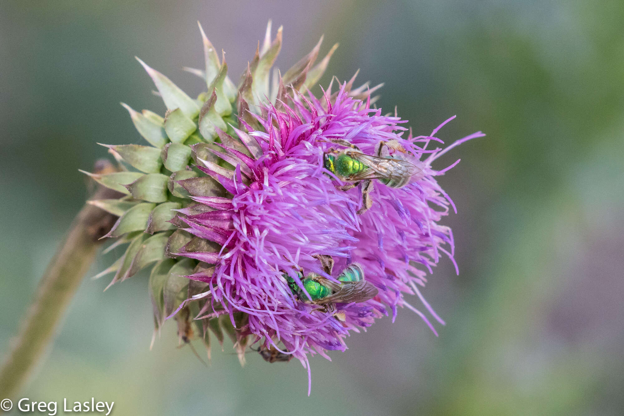 Imagem de Agapostemon splendens (Lepeletier 1841)