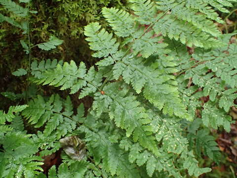 Image of hay-scented buckler-fern