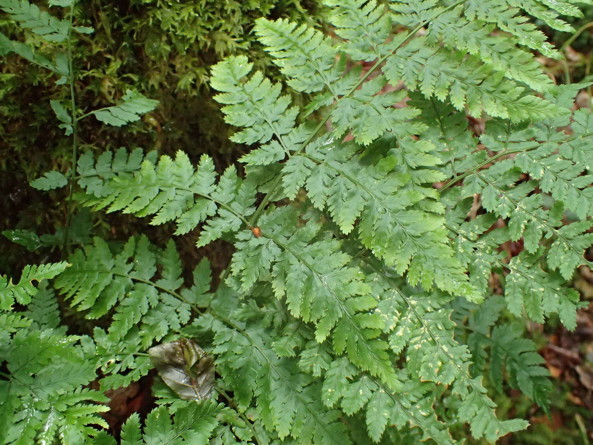 Image of Dryopteris aemula (Ait.) O. Kuntze