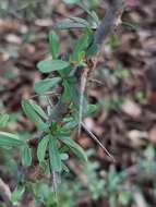 Plancia ëd Gymnosporia polyacantha subsp. vacciniifolia (Conrath) Jordaan