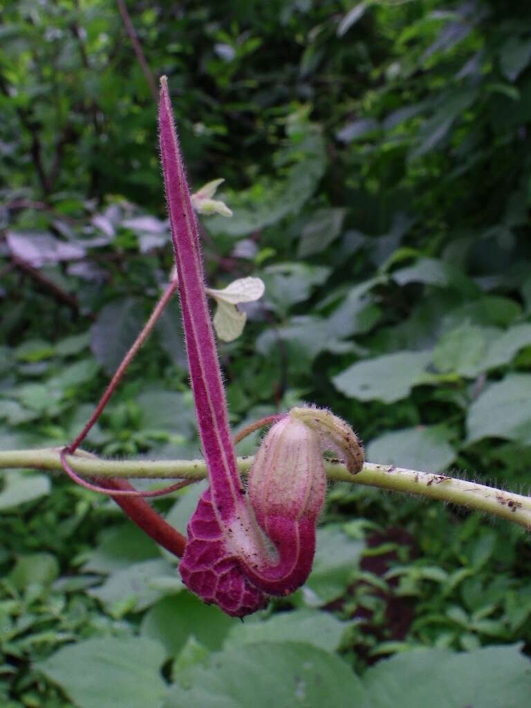 Image of Aristolochia foetida Kunth