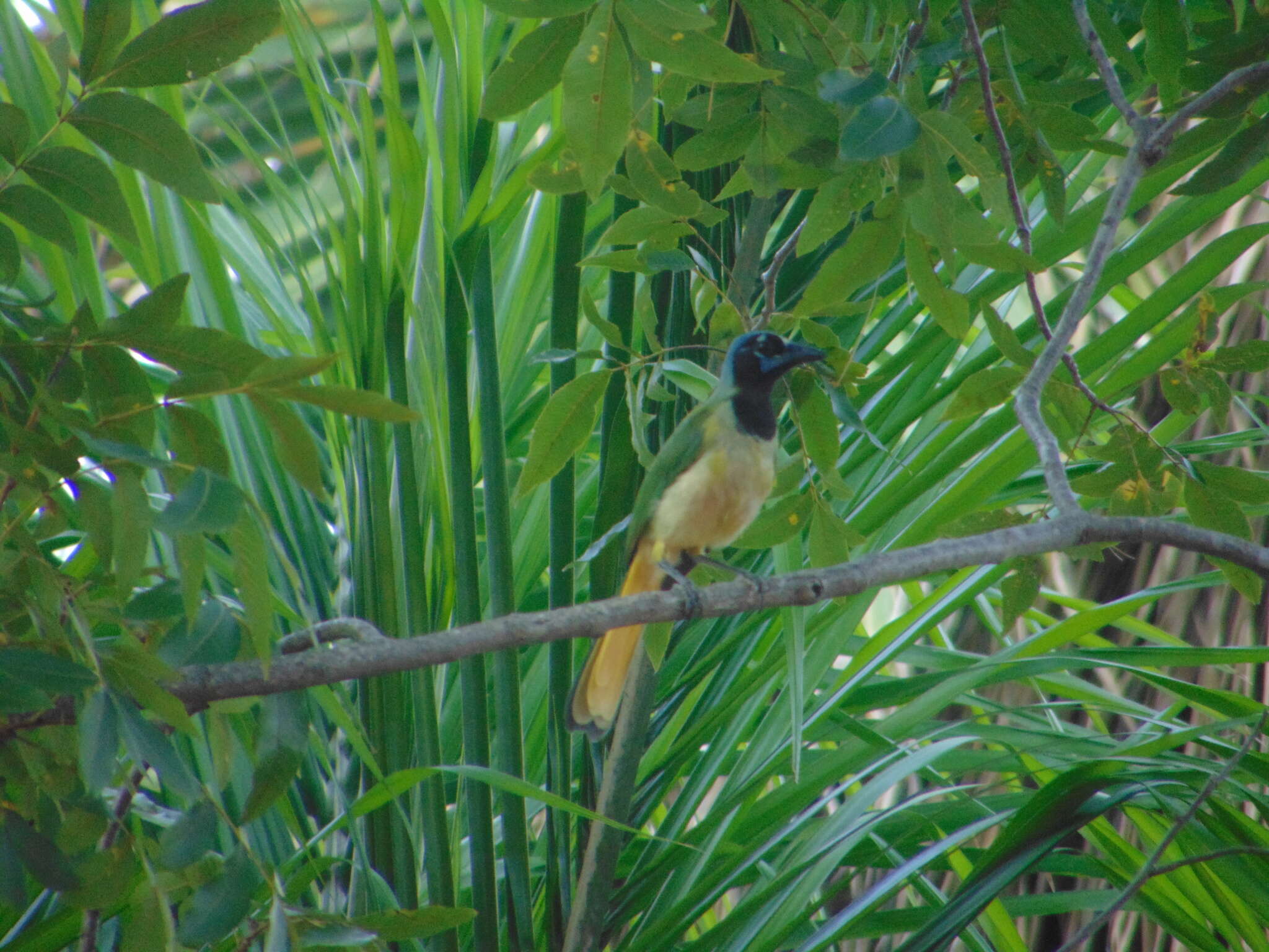 Image of Cyanocorax yncas luxuosus (Lesson 1839)