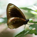 Image of Euploea leucostictos Gmelin 1788