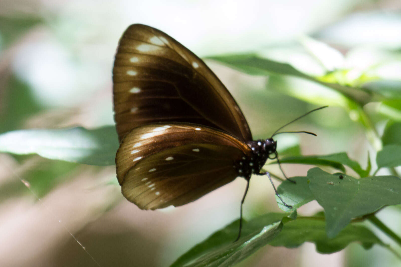 Image de Euploea leucostictos Gmelin 1788