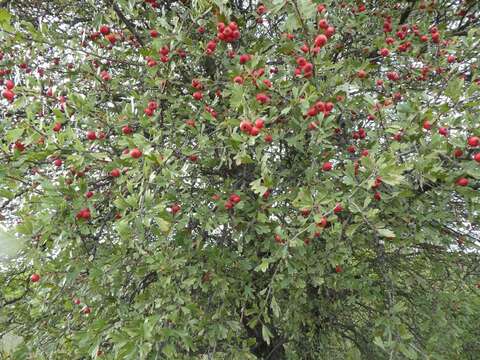 Image of <i>Crataegus <i>azarolus</i></i> var. azarolus