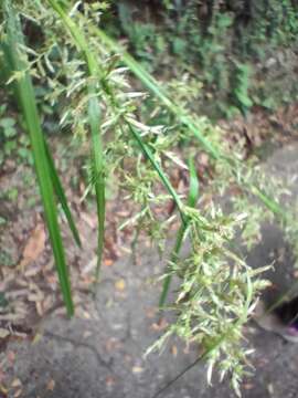 Image of Carex cruciata Wahlenb.