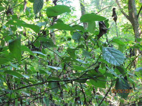 Image of northern spicebush