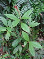 Image of Symplocos cochinchinensis subsp. cochinchinensis