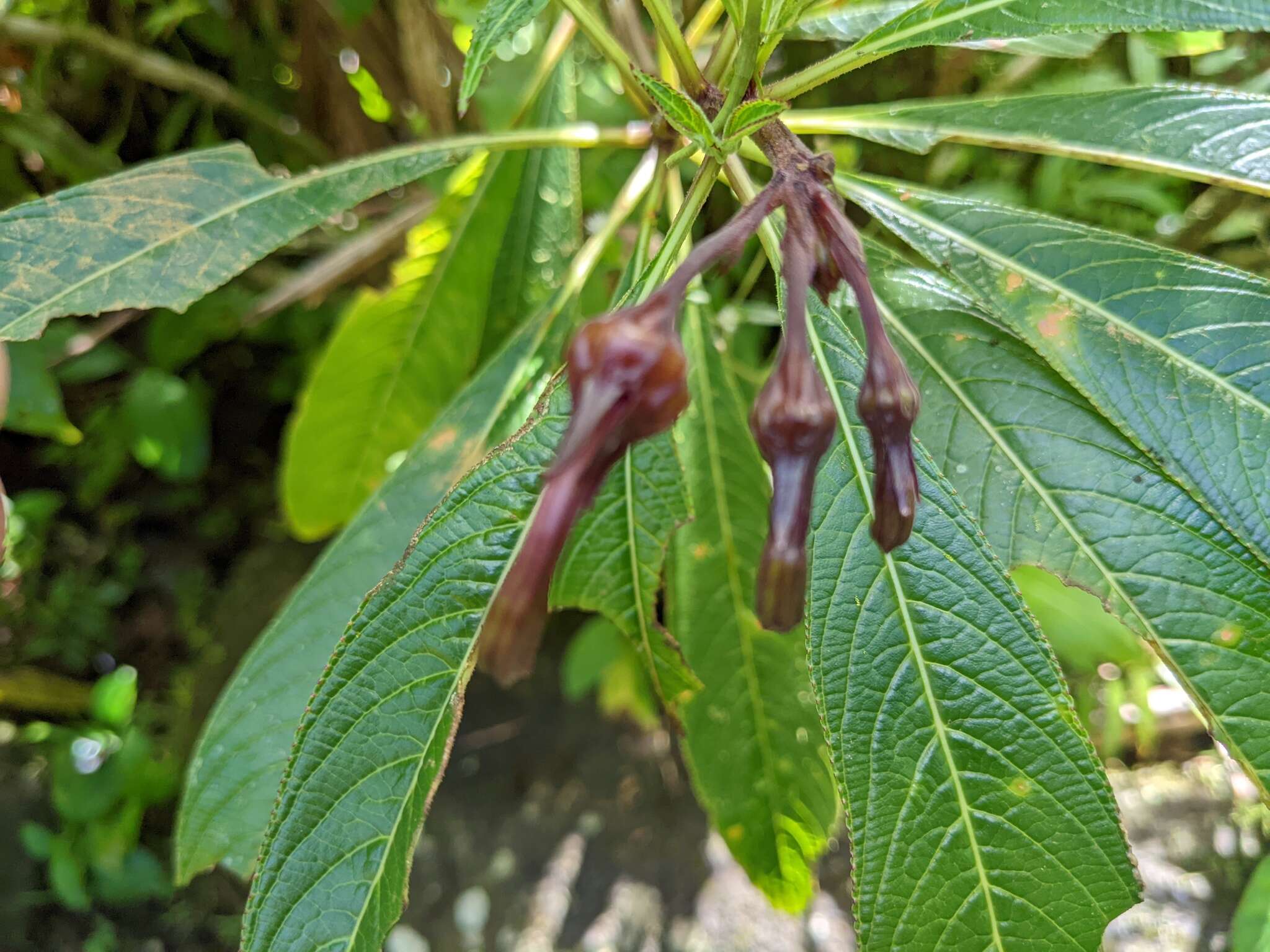 Image de Lobelia portoricensis (Vatke) Urb.