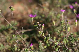 Image of Drosanthemum autumnale L. Bol.