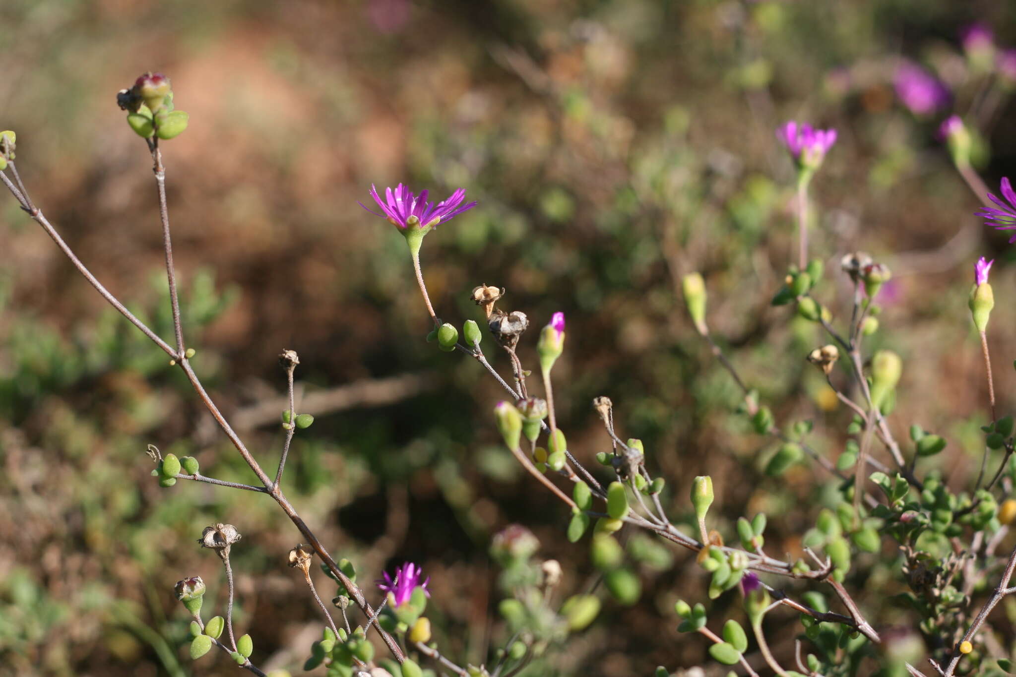 Image of Drosanthemum autumnale L. Bol.