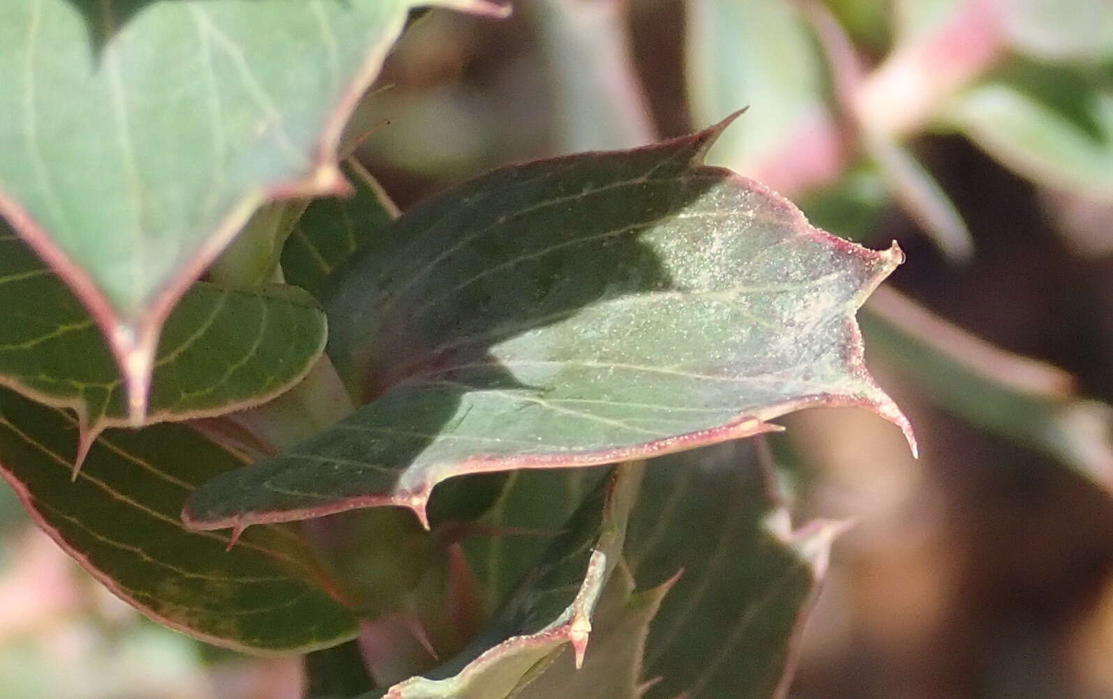 Plancia ëd <i>Cliffortia <i>ilicifolia</i></i> var. ilicifolia