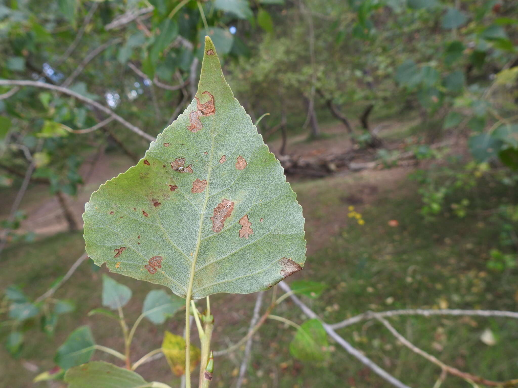 Image of Phyllocnistis unipunctella (Stephens 1834)