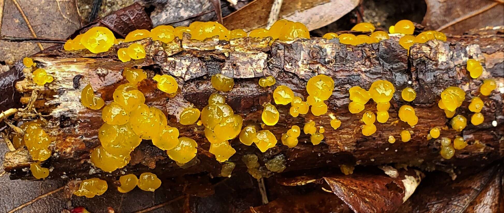 Image of Yellow Hat Jelly