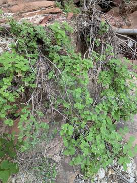 Image of Zion cliffbush