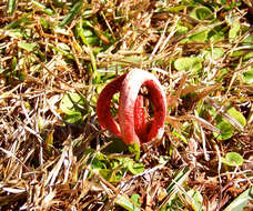 Imagem de Clathrus columnatus Bosc 1811