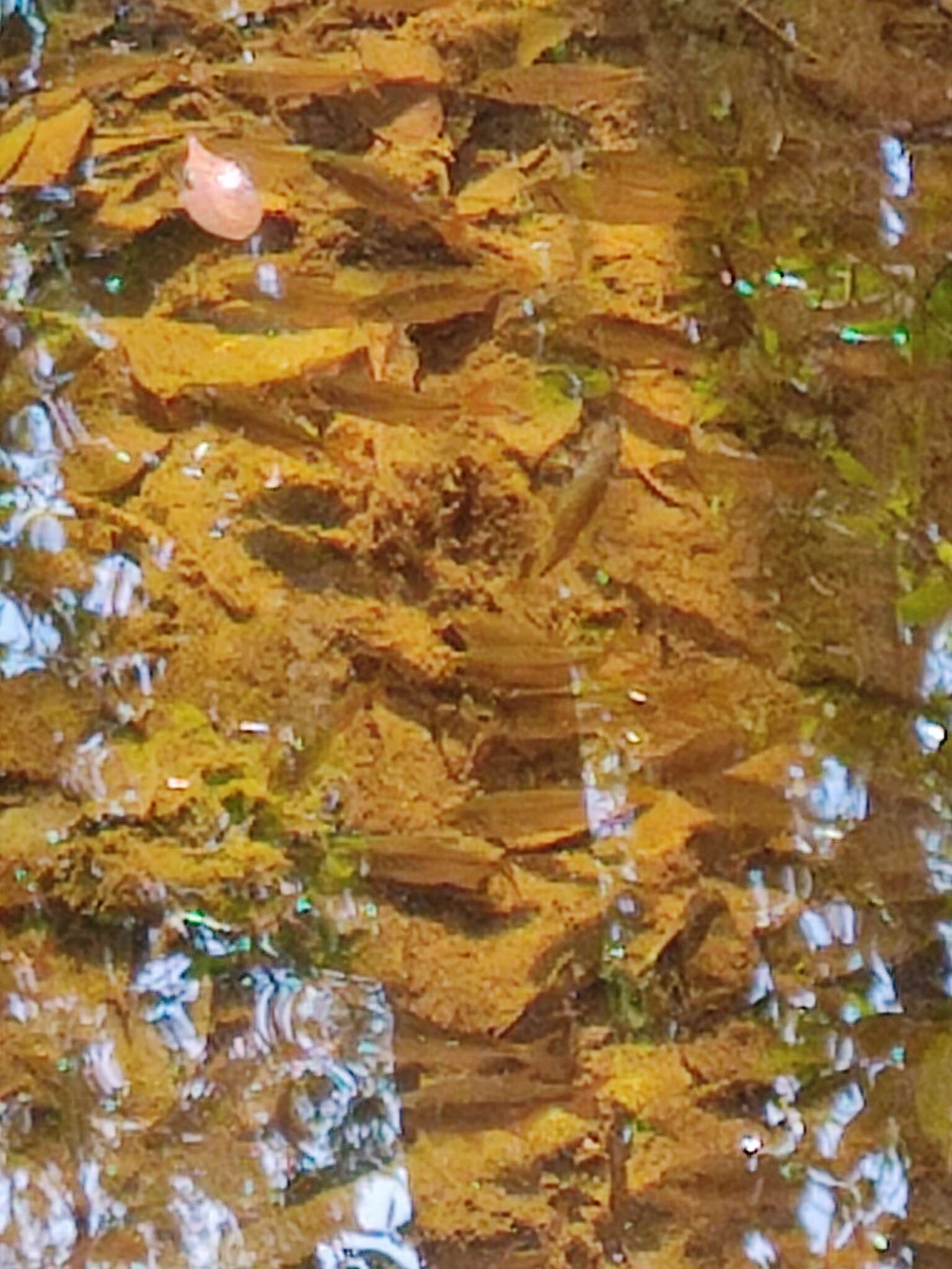 Image of Yucatan tetra