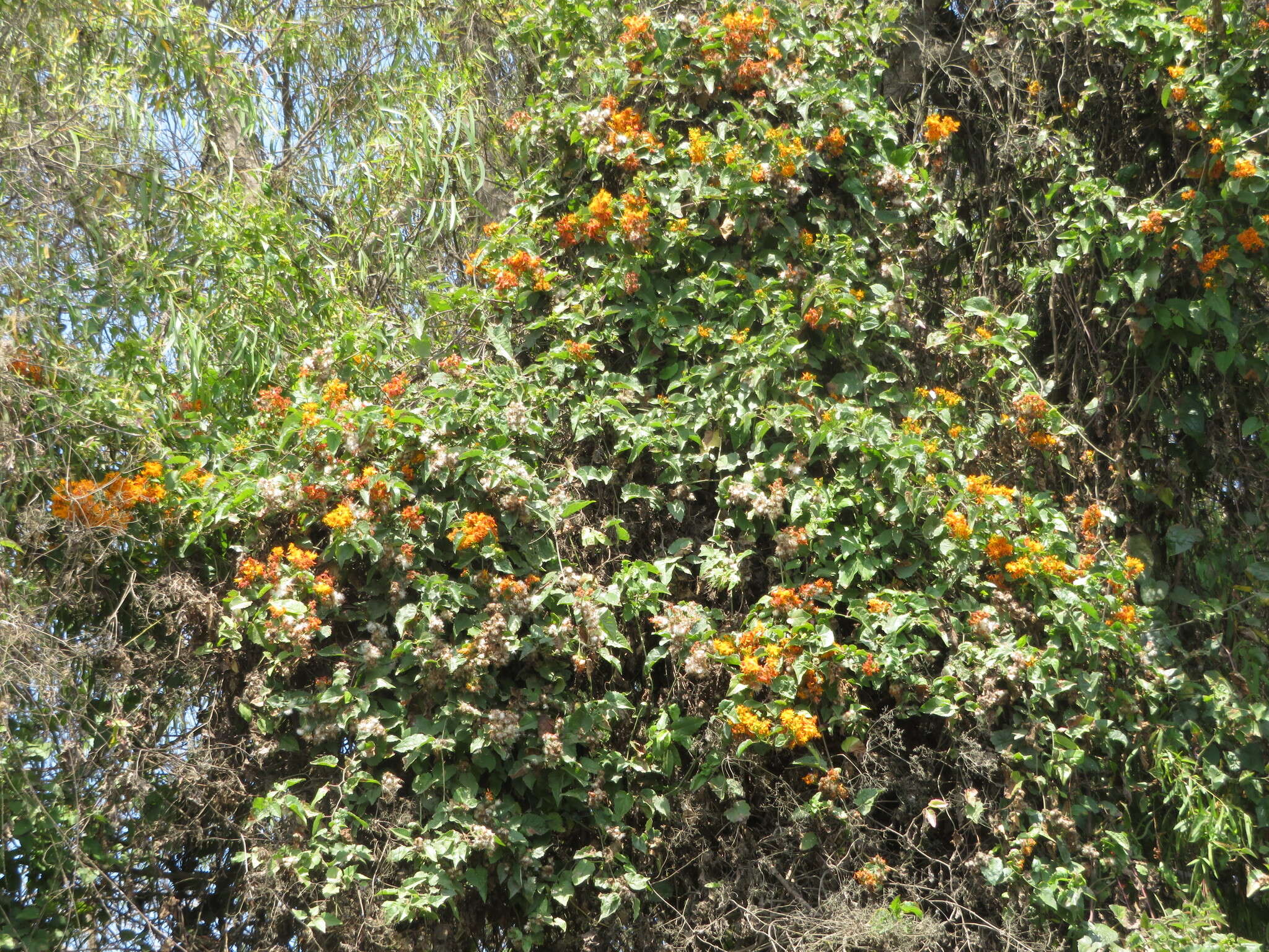 Image of Mexican Flame Vine