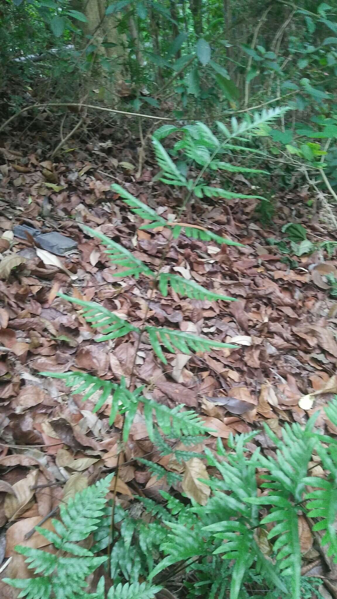 Image of Pteris semipinnata L.